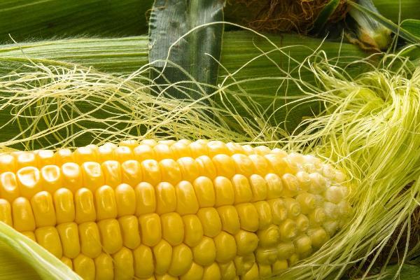 延科10号玉米种子介绍，适宜播种期4月中下旬