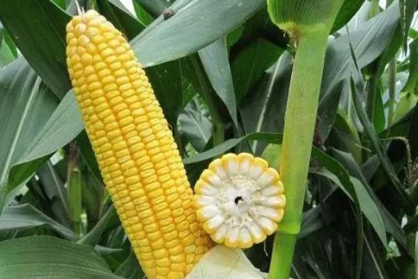 秦粮302玉米种简介，适宜播种期4月下旬-5月上旬