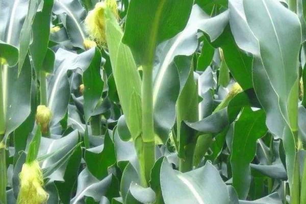 万和12号玉米种子介绍，春播适宜在4月上中旬播种