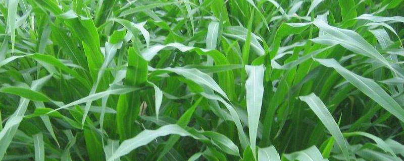 滇砚121玉米品种的特性，大喇叭口期每亩施尿素25千克
