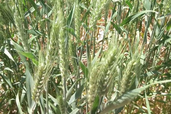 西农681小麦种子特点，区试平均生育期222.2天