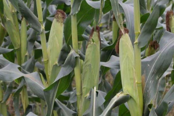 德丰甜糯518玉米品种的特性，四月中旬播种
