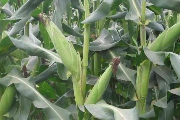 富尔5152玉米种子介绍，种植密度每亩5500株