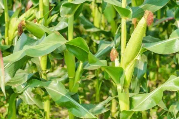 禾丰201玉米品种简介，4月上旬播种