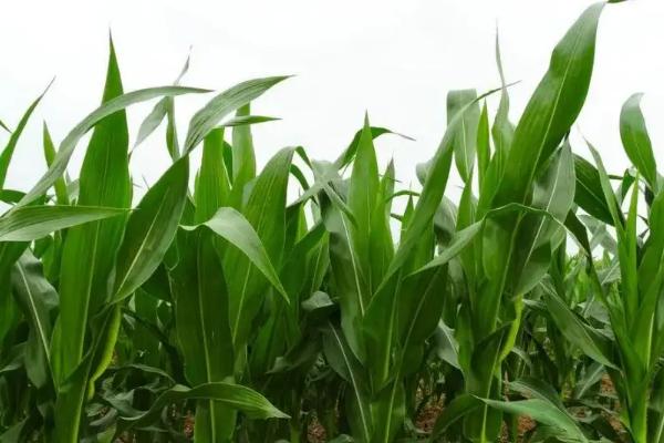 奥玉2109玉米品种简介，出苗至成熟133.8天
