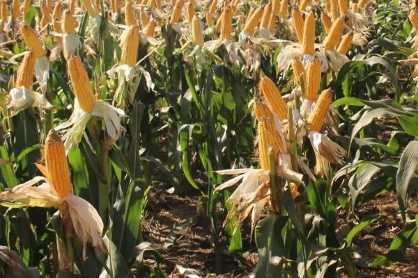 禾丰201玉米品种简介，4月上旬播种