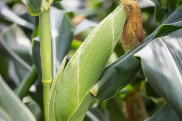 德源366玉米种子简介，保证播种和出苗质量