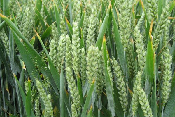山农20小麦品种的特性，每亩适宜基本苗18～22万