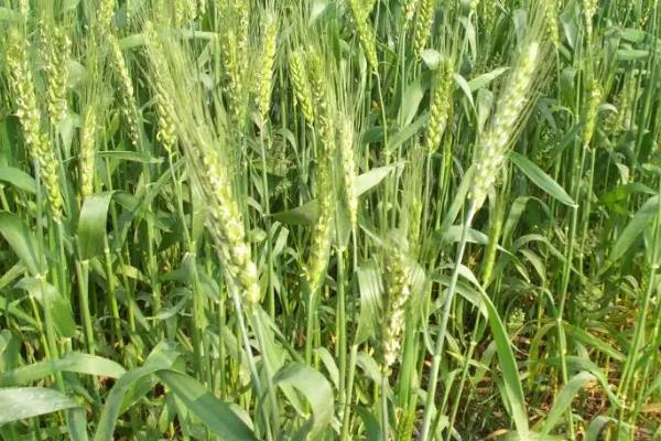 武都23号小麦品种的特性，生育期243天