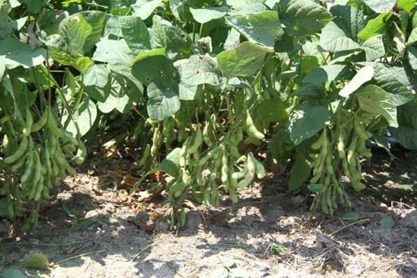 陇豆3号大豆种子特征特性，春播4月下旬-5月上旬播种