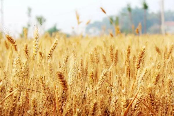 武都23号小麦品种的特性，生育期243天