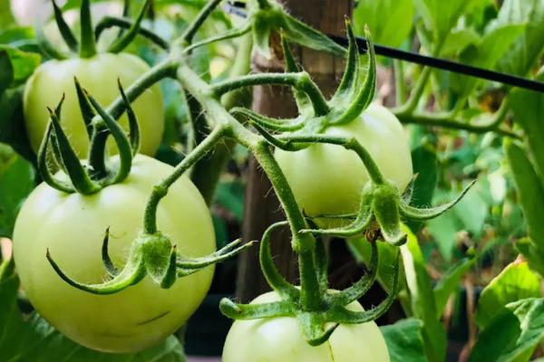西红柿挂果后怎么管理，需要根据其挂果数量来进行浇水