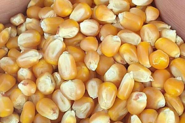 好的玉米种子标准是什么，纯度要在96%以上