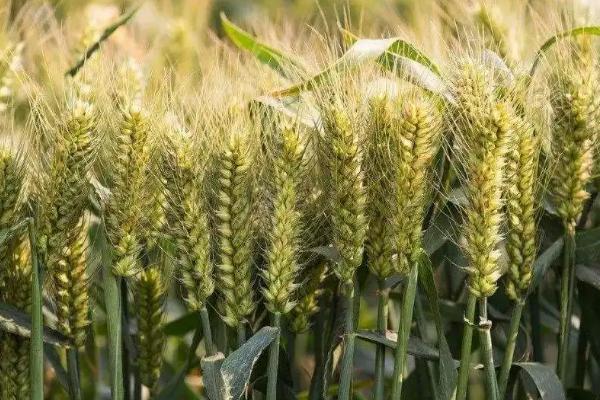 宁春68号小麦品种的特性，生育期103天