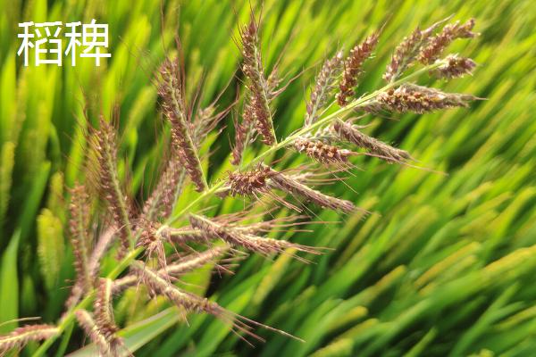 水稻秧苗和草的区别，仔细观察叶片会有区别