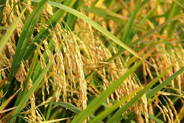 苏两优1号水稻种子介绍，当每亩茎蘖苗达够穗苗时