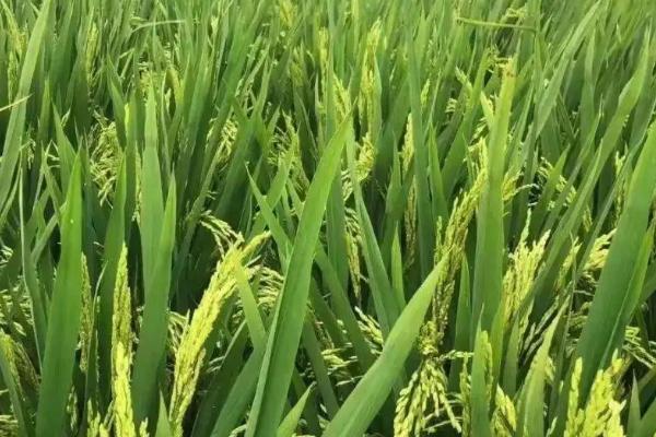 金武粳1号水稻种子介绍，每亩栽插1.8万穴