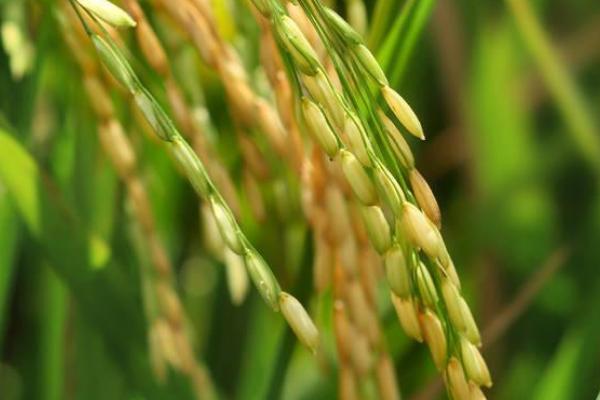 金武粳1号水稻种子介绍，每亩栽插1.8万穴