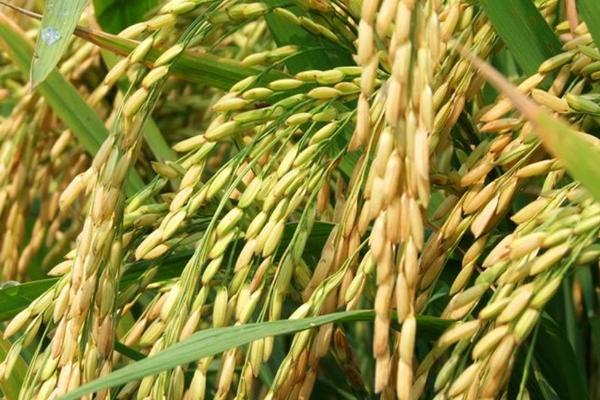 锡稻1号水稻品种的特性，综合防治的方针