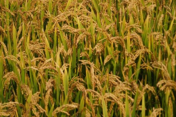 锡稻1号水稻品种的特性，综合防治的方针