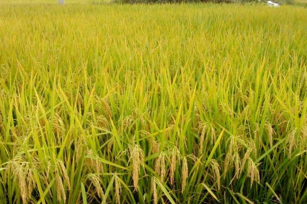 华粳10号水稻种子特征特性，大田用种量每亩4.5公斤