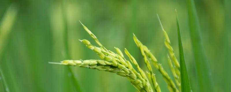 华粳10号水稻种子特征特性，大田用种量每亩4.5公斤