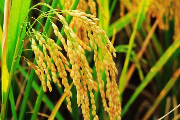 浙1708水稻种子介绍，该品种植株较矮