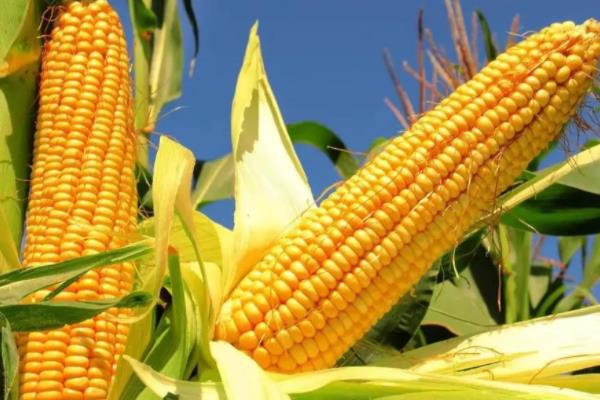 ND367玉米种子特点，亩播种量5千克左右
