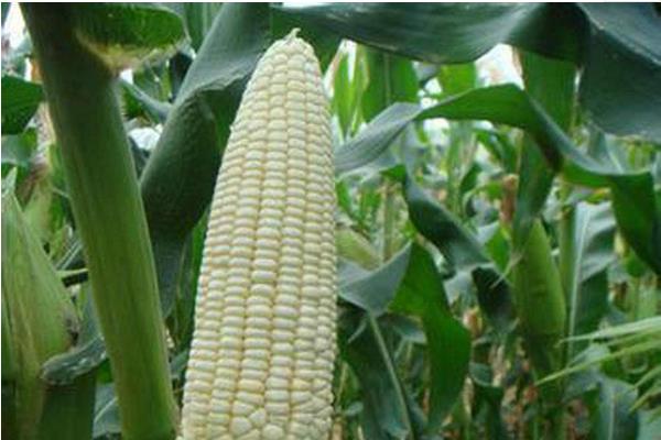安农576玉米种子特点，高抗茎腐病