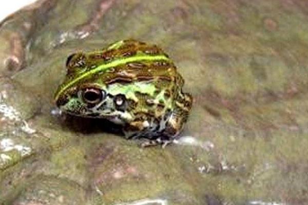 牛蛙的生长过程，为受精卵、蝌蚪、幼蛙到成蛙四个阶段