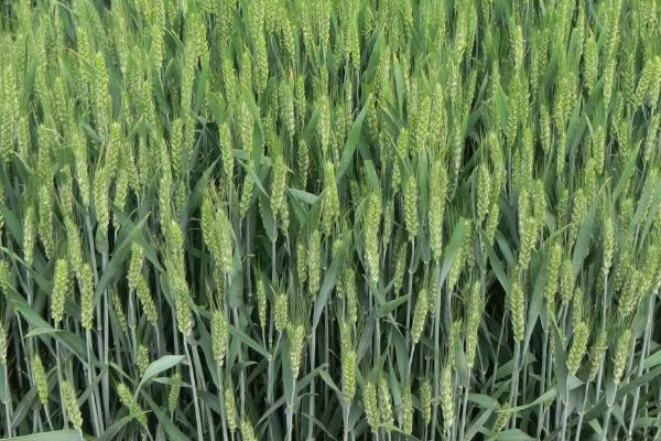 巡麦118小麦种简介，为中筋品种