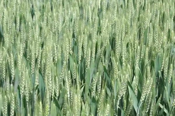 阜麦13小麦种子特点，为中筋品种