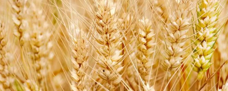 皖西麦0501小麦种子特点，属春性品种