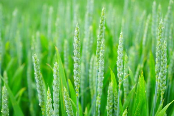 中麦6032小麦品种简介，为中强筋品种