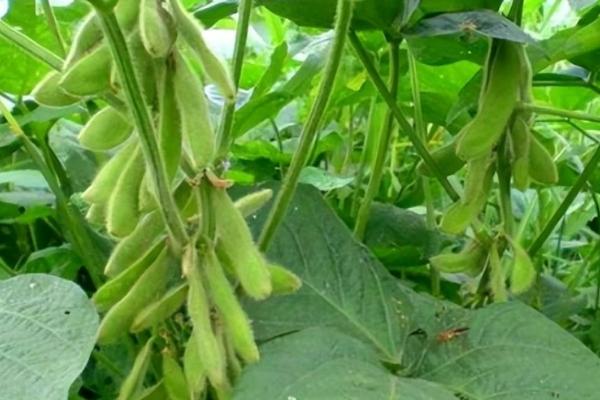 圣育19大豆种子特点，普通夏大豆品种