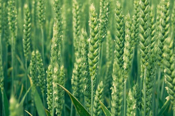 中麦6032小麦品种简介，为中强筋品种