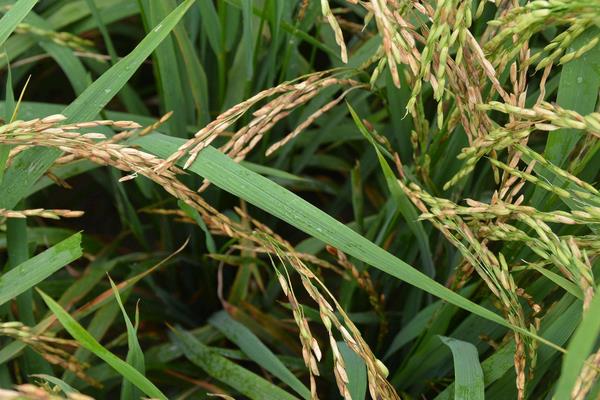 宇粳2号水稻种子介绍，全生育期为145.4天