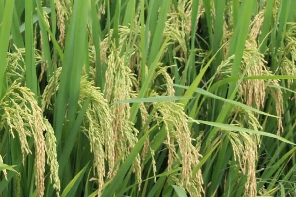 五优珍丝苗水稻种子特征特性，中籼三系杂交水稻品种