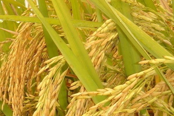 Q两优5号水稻种子特点，亩秧田播种量10－15千克