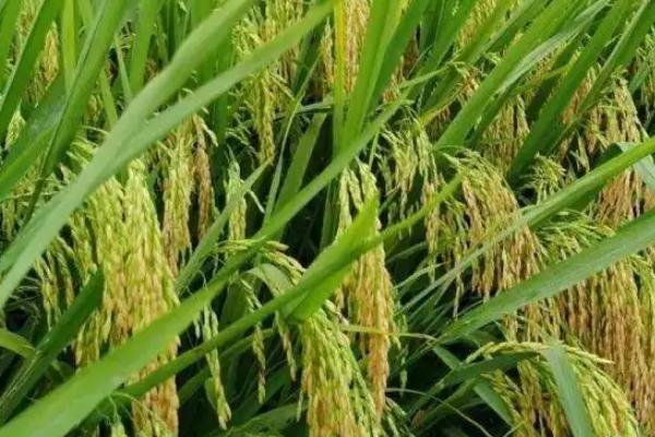 福农优404水稻种子特点，注意及时防治病虫害