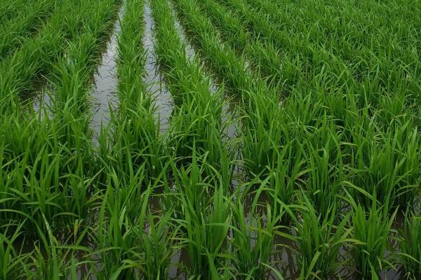 旌3优164水稻品种简介，亩播种量宜控制在10公斤左右