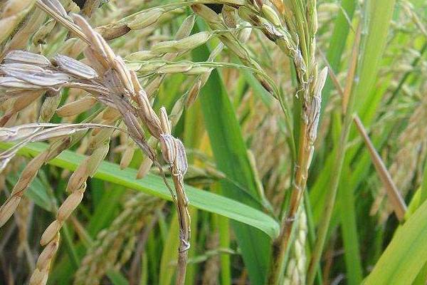 宏两优瑞占水稻种子特点，全生育期117.9天