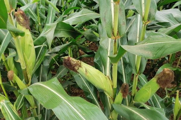 邦糯2号玉米品种简介，适宜密度为每亩4000株左右