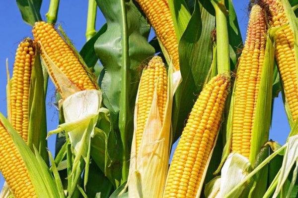 济糯123玉米品种简介，适宜密度为每亩4000株左右