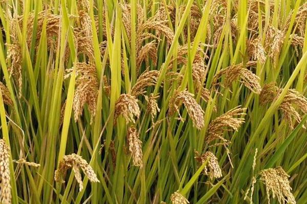 江早油占水稻种子特点，与对照中早35生育期相同