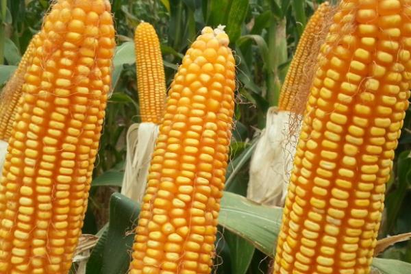 鲁星1607玉米种子简介，适宜密度为每亩5000株左右
