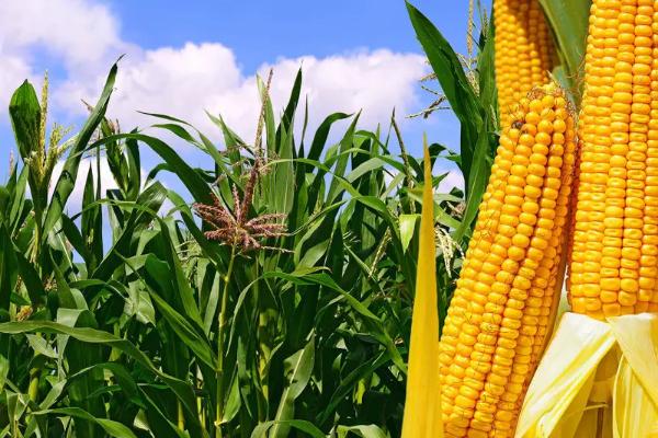 鲁星1607玉米种子简介，适宜密度为每亩5000株左右