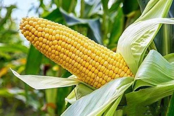 郑单7603玉米种子介绍，大喇叭口期防治玉米螟虫