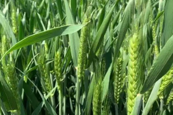 怀川709小麦品种的特性，半冬性品种