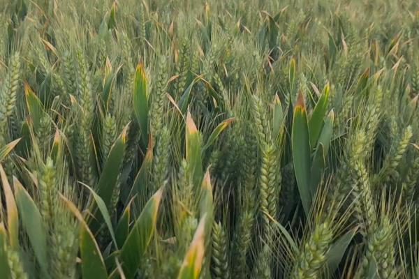 卓麦20小麦品种的特性，每亩适宜基本苗18～22万